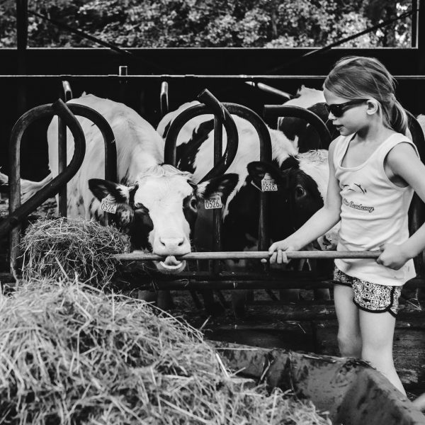 Documentaire familie fotografie in Westbroek, koeien voeren, Day in the Life, documentair familie fotograaf, foto door Sandra Stokmans Fotografie
